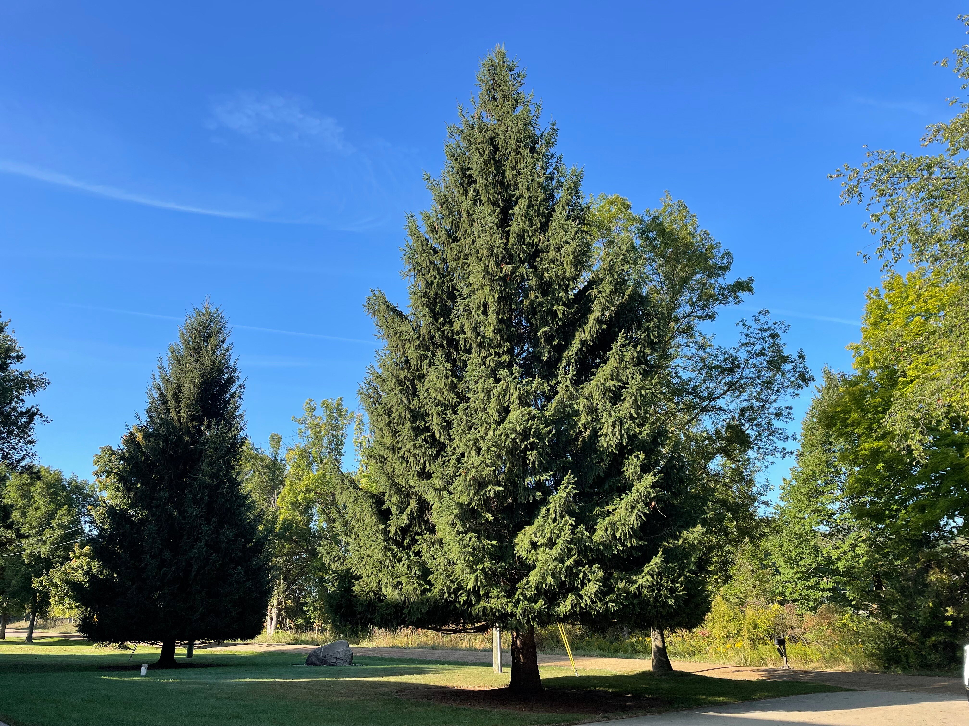 2024 State Christmas Tree - Horizontal