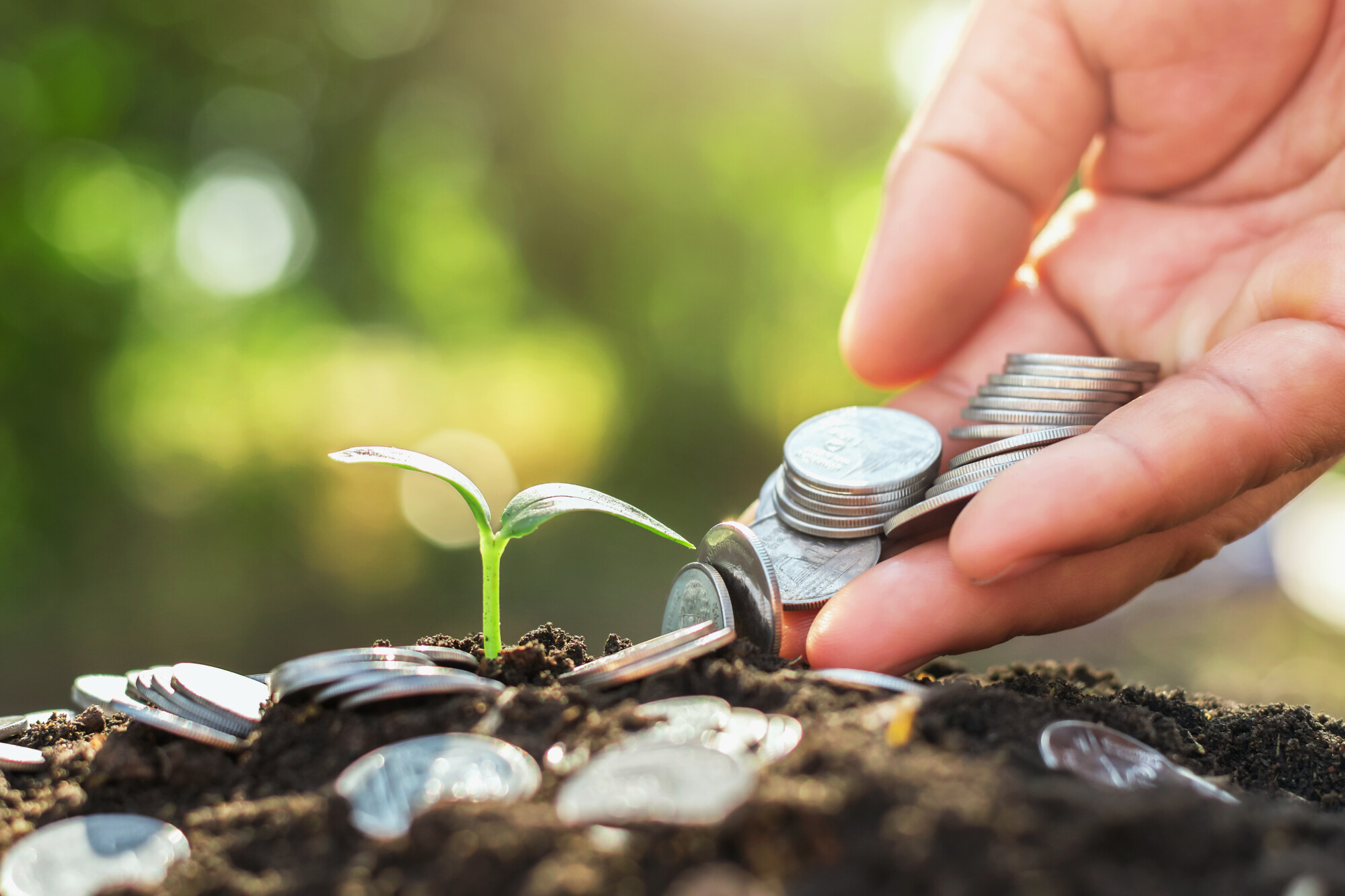 Coins placed around plant