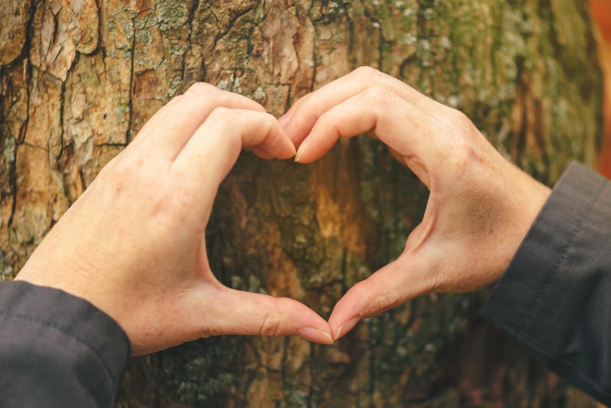 Tree heart
