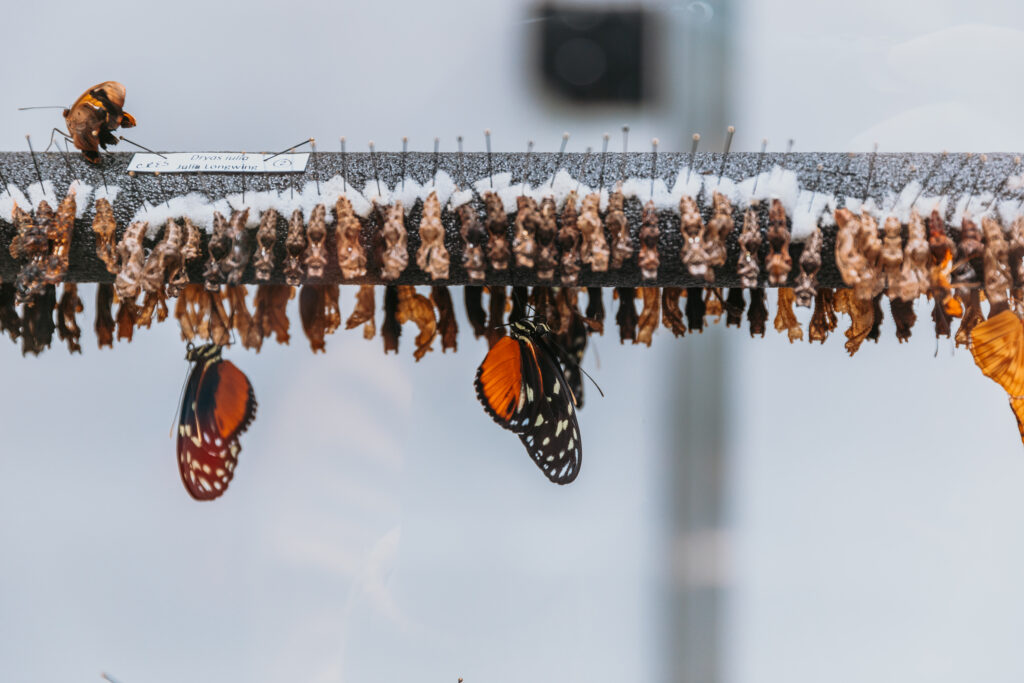 MBN: Butterflied Meijer Gardens