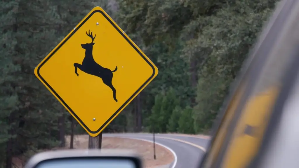MBN: AAA Deer Crossing