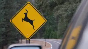 MBN: AAA Deer Crossing
